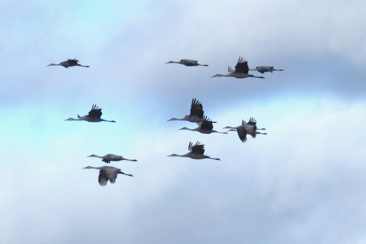 Sandhill Crane - ML644886300