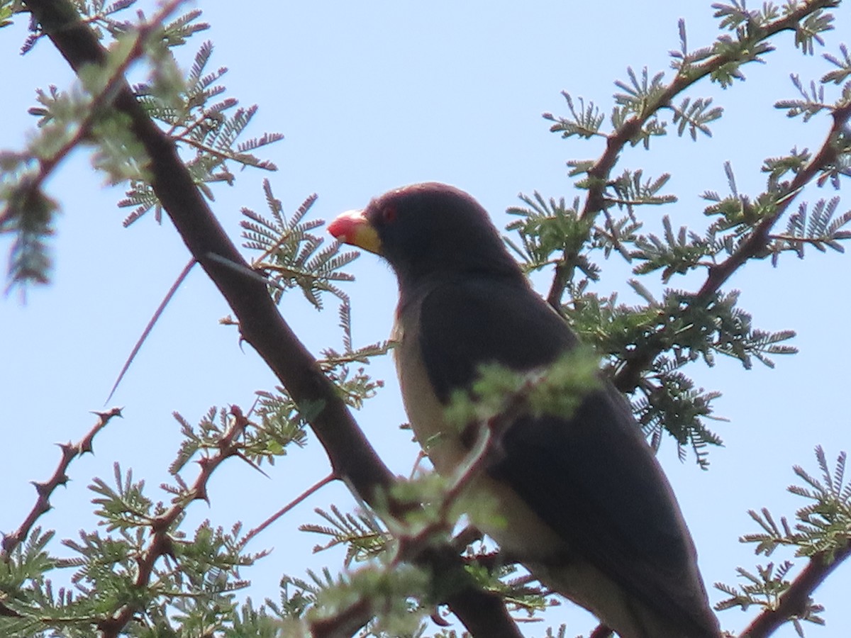 Sarı Gagalı Kenekuşu - ML644886302