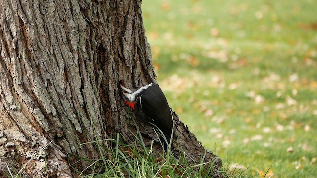 Pileated Woodpecker - ML644886303
