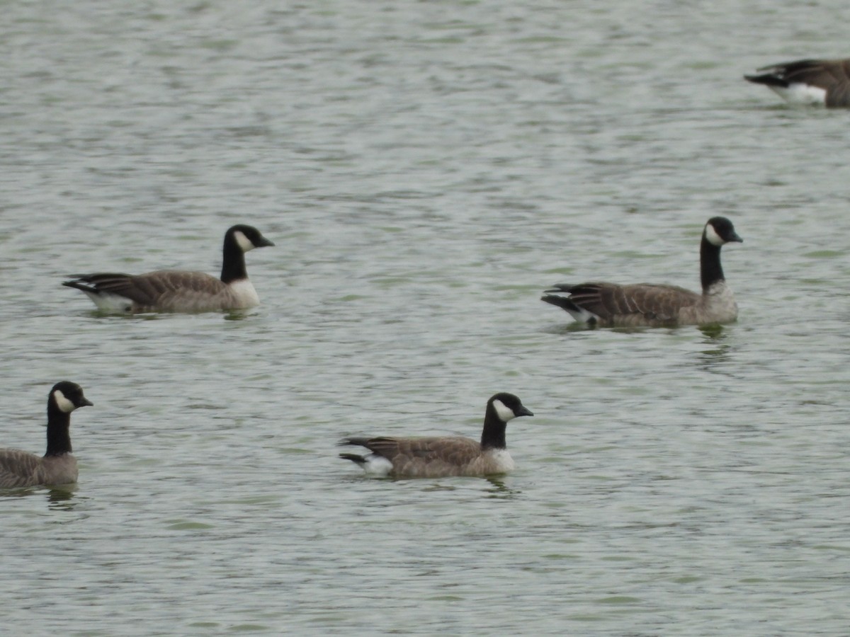 Cackling Goose - ML644886304