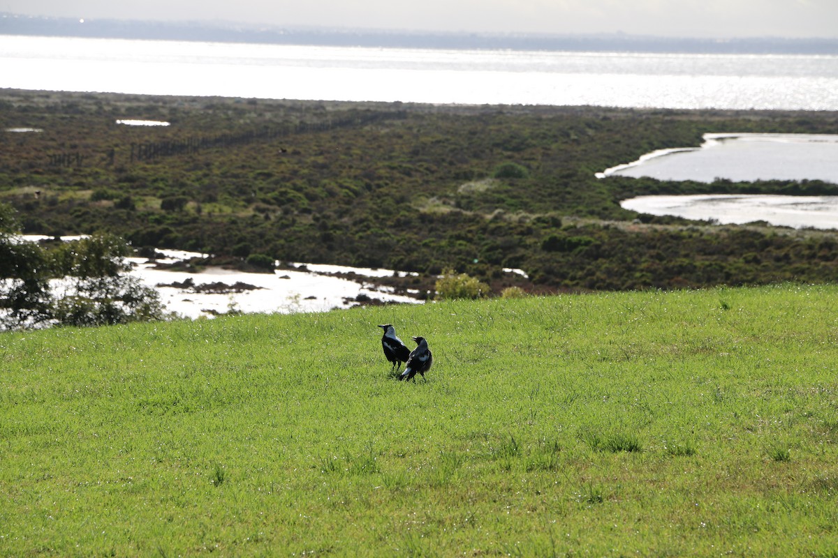 Australian Magpie - ML644886312