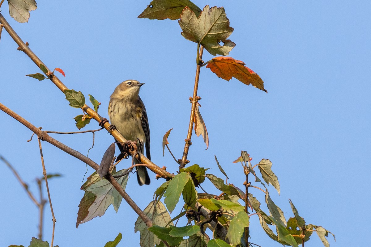 Yellow-rumped Warbler - ML644886319