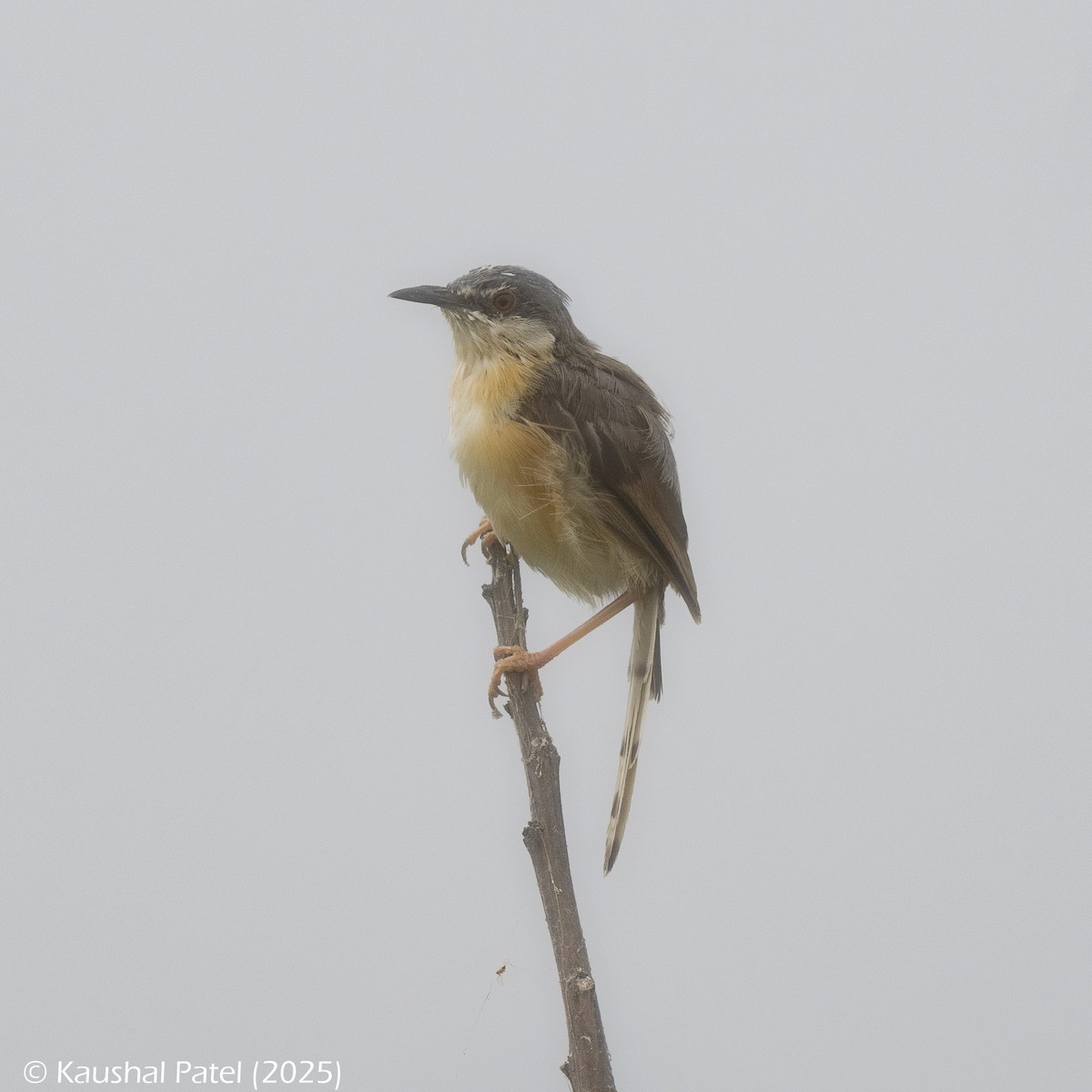 Ashy Prinia - ML644886321