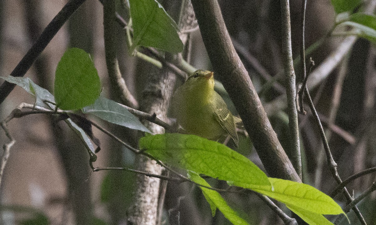 karstsanger - ML644886322