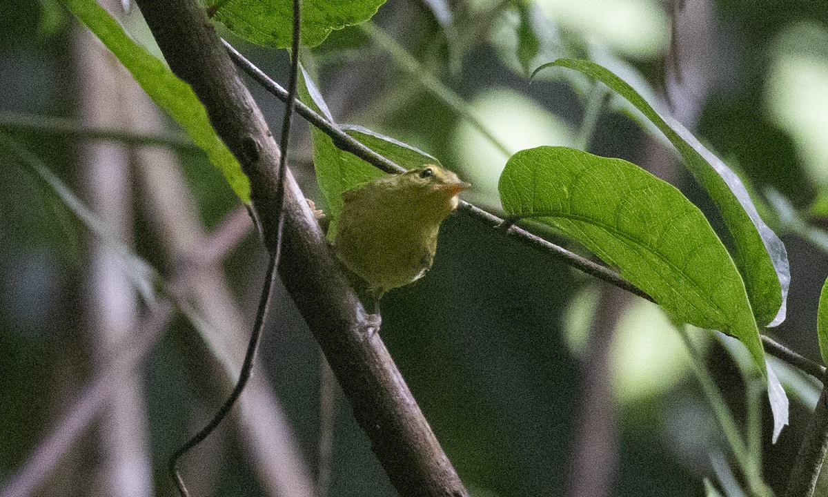 karstsanger - ML644886323