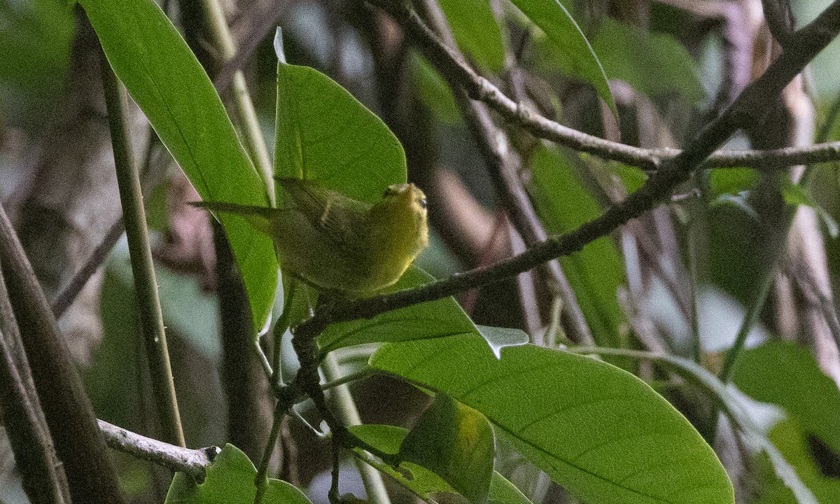 karstsanger - ML644886324