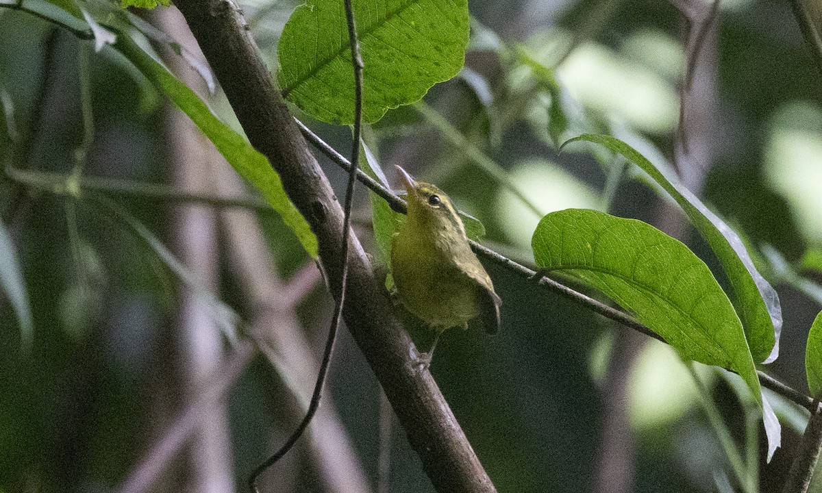 karstsanger - ML644886325