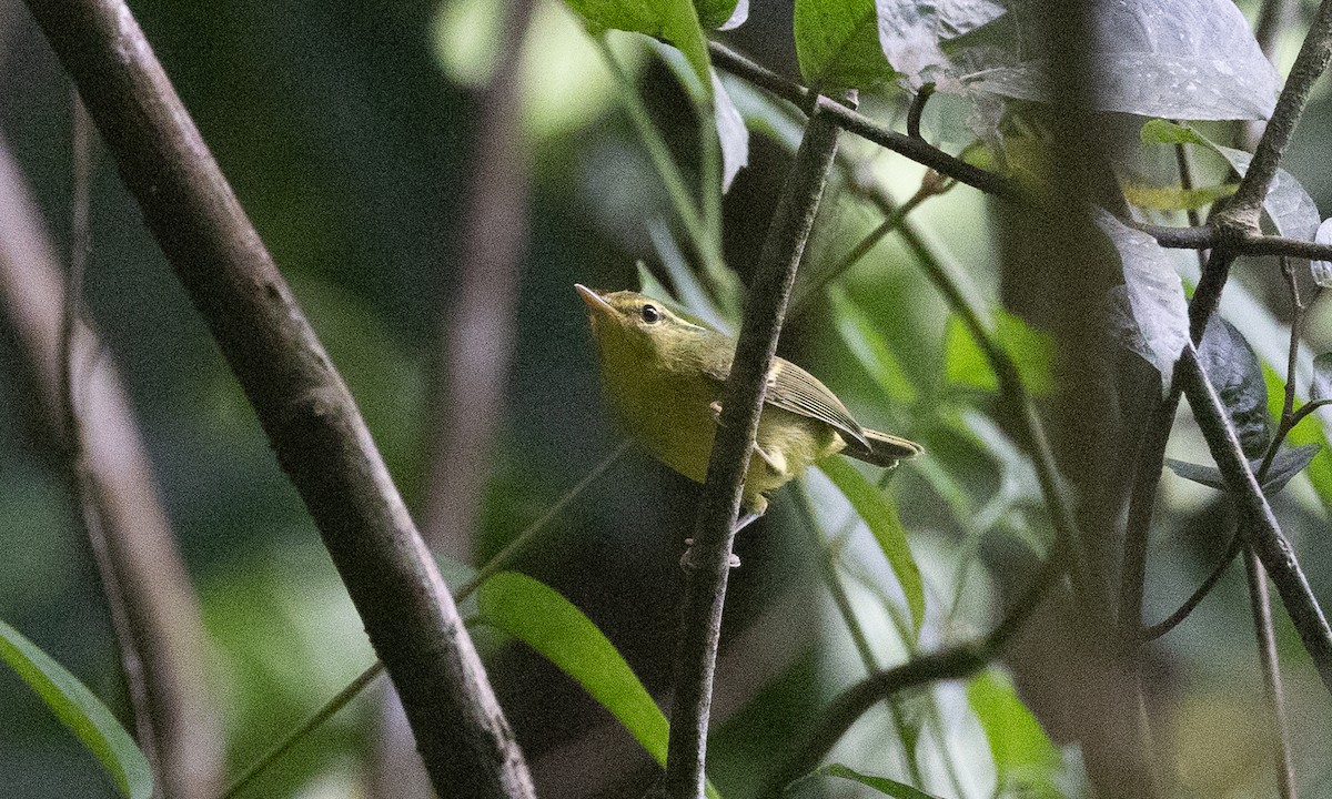 karstsanger - ML644886326