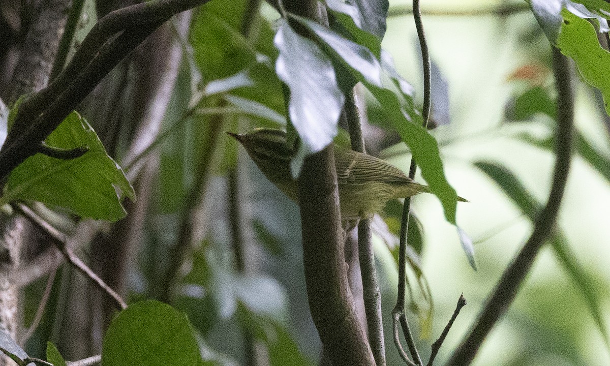 karstsanger - ML644886327