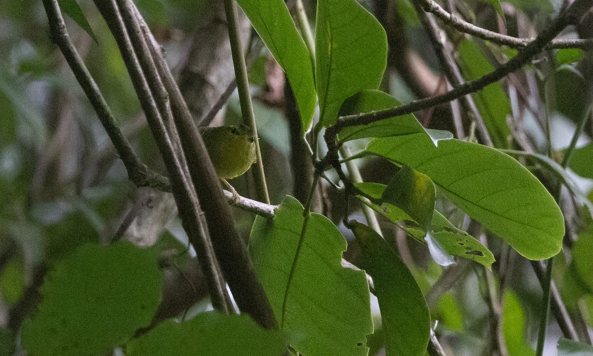 karstsanger - ML644886328