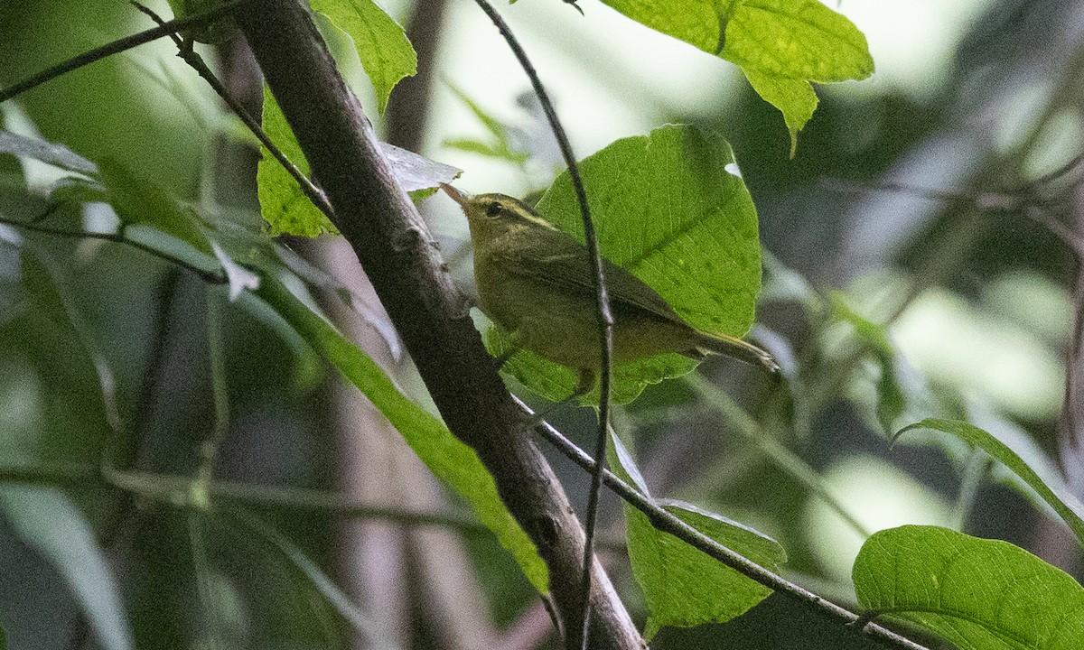 karstsanger - ML644886329