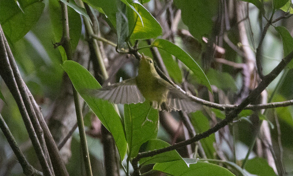 karstsanger - ML644886330