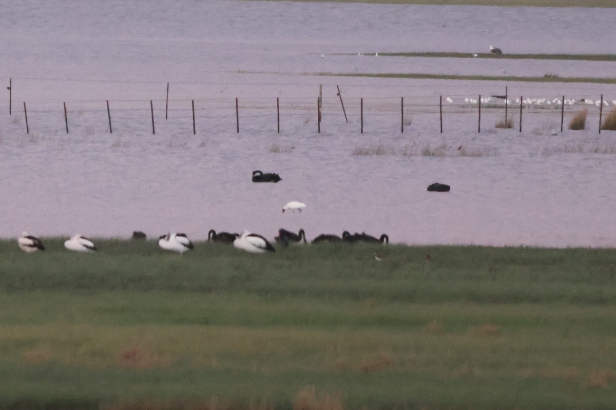 Royal Spoonbill - ML644886344