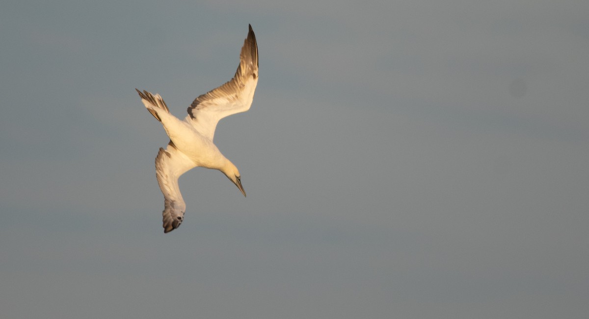 Northern Gannet - ML644886349