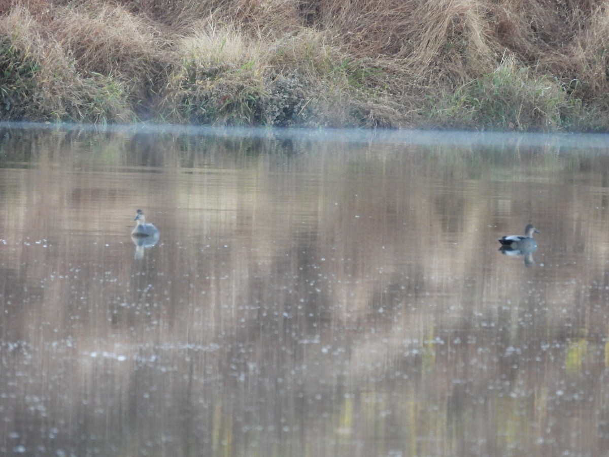 Gadwall - ML644886353