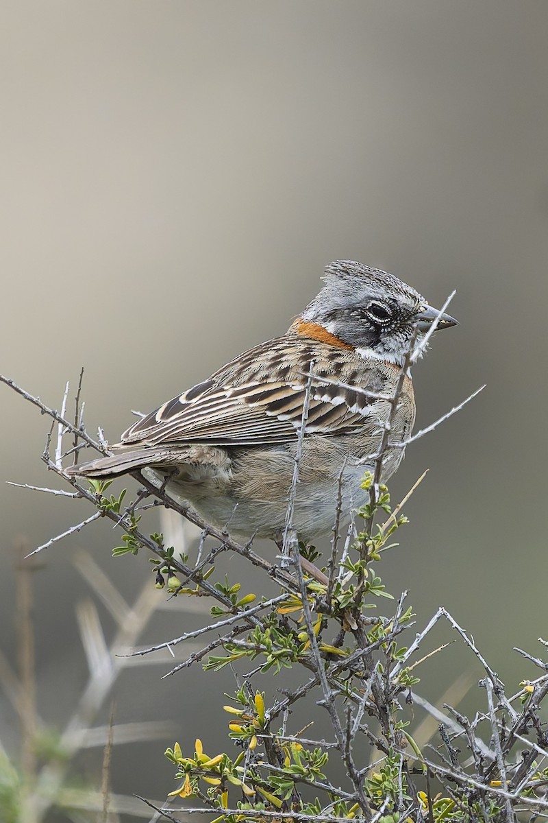 Morgenammer - ML644886370