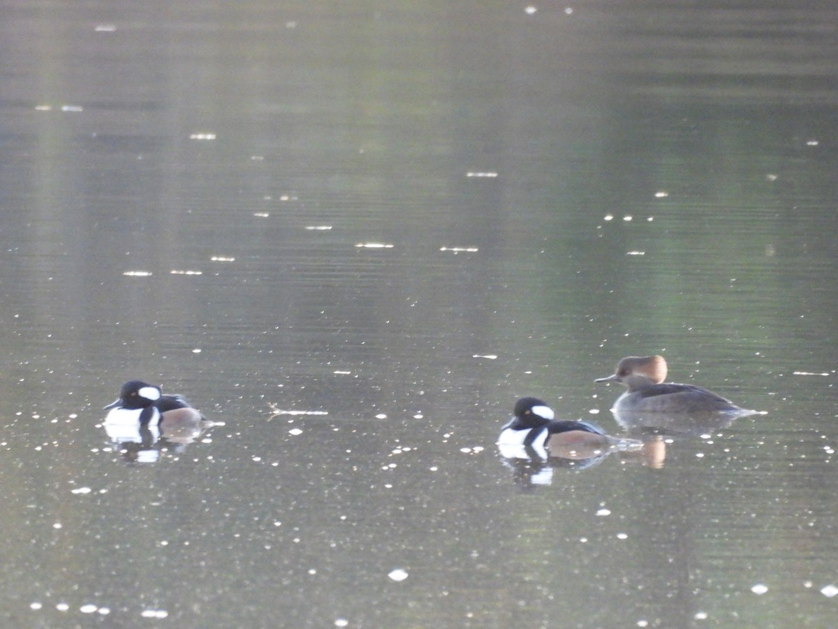 Крех жовтоокий - ML644886377