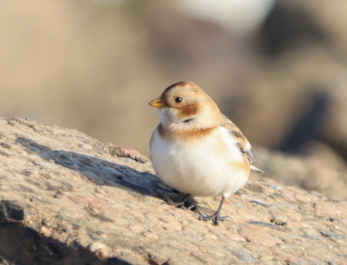 Snow Bunting - ML644886378