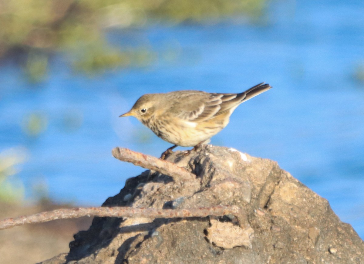 American Pipit - ML644886380