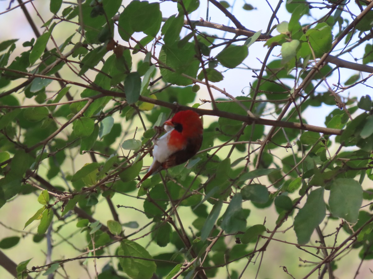 Красноголовый малимб - ML644886389