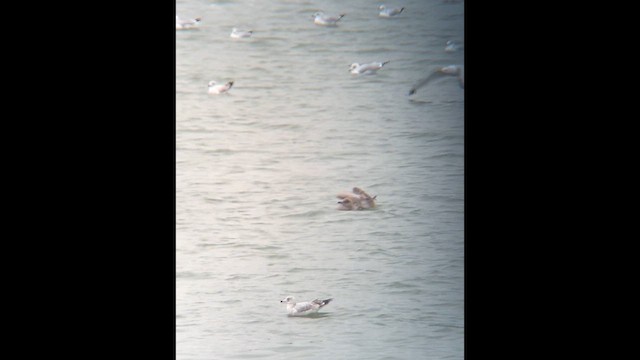 Iceland Gull (Thayer's) - ML644886392