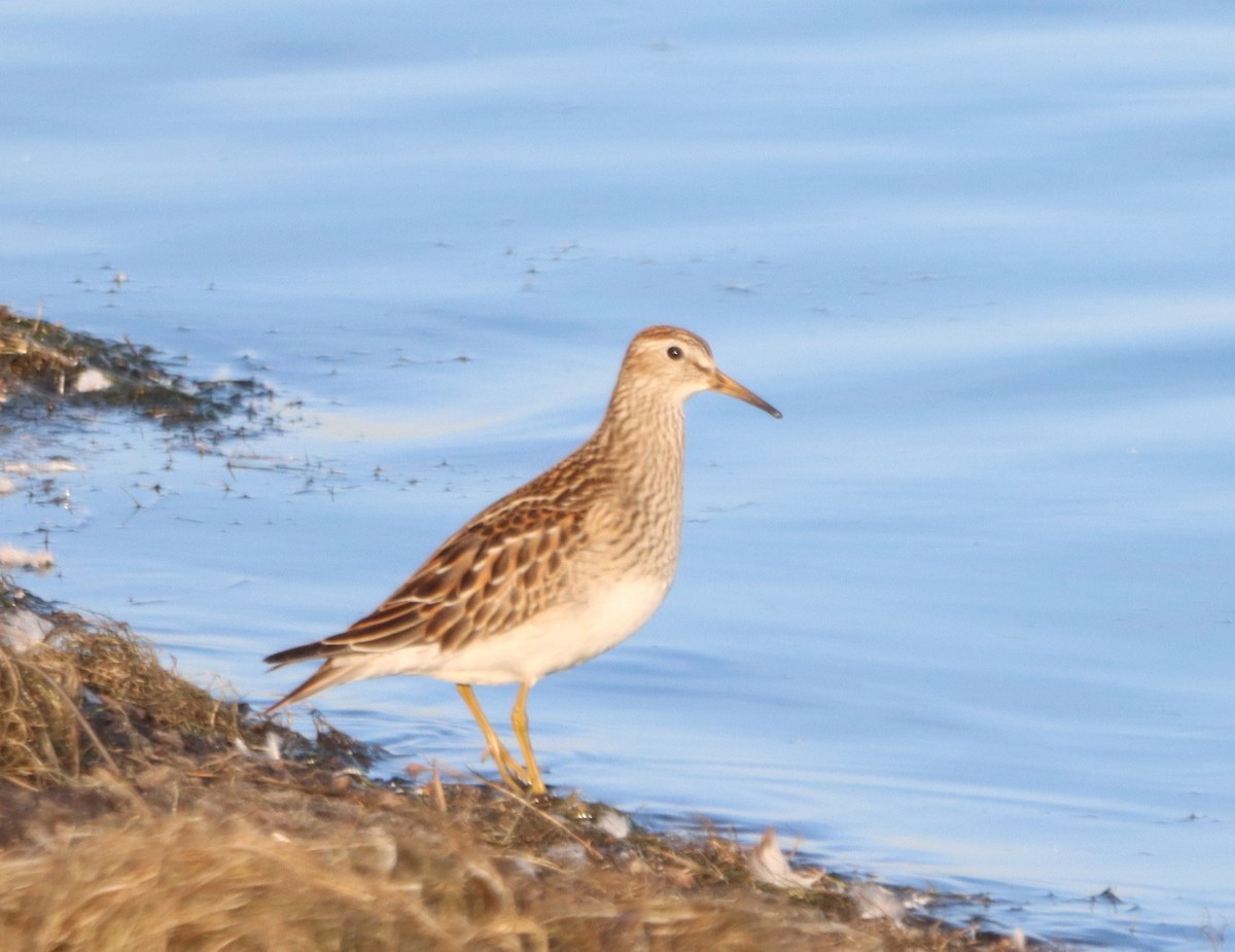 jespák skvrnitý - ML644886393