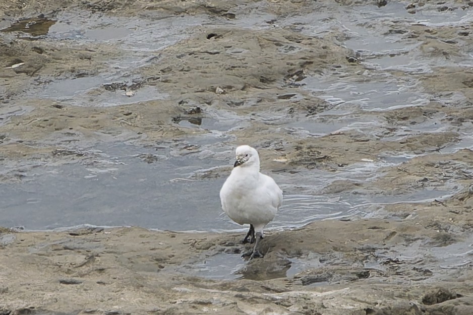 Snowy Sheathbill - ML644886426