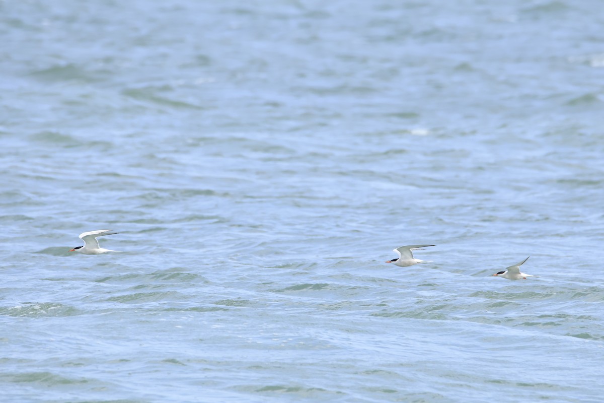 rybák obecný - ML644886430