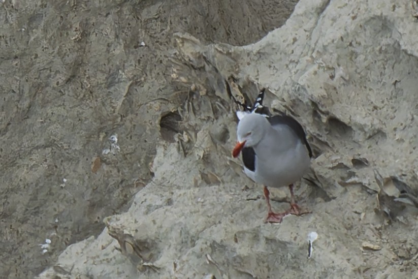 Dolphin Gull - ML644886432