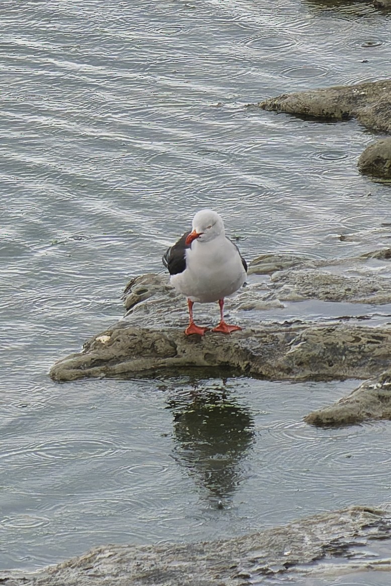 Dolphin Gull - ML644886433