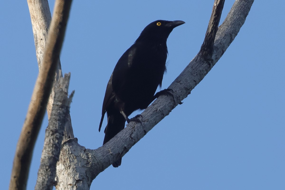 Micronesian Starling - ML644886439