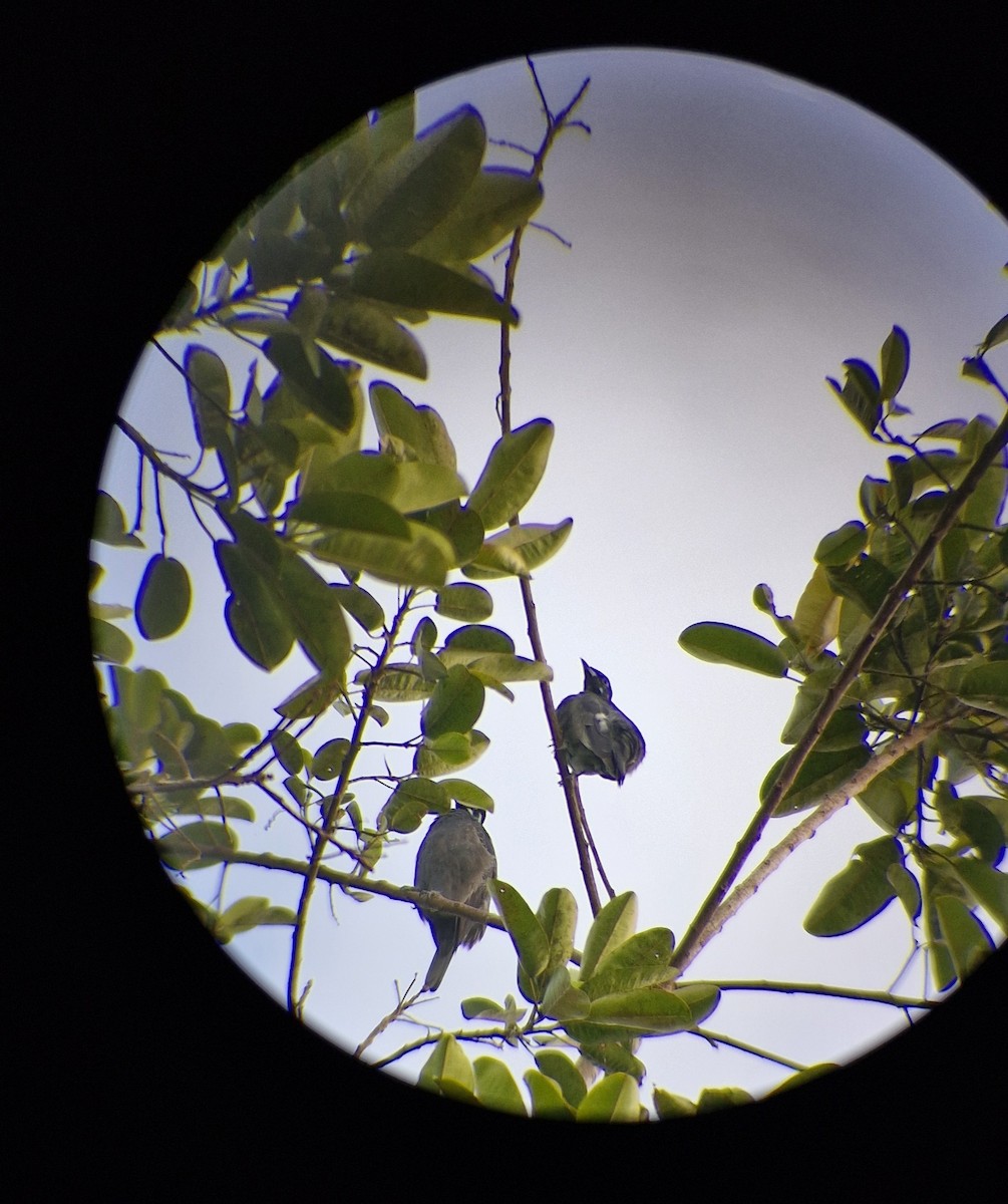 Bare-necked Fruitcrow - ML644886448