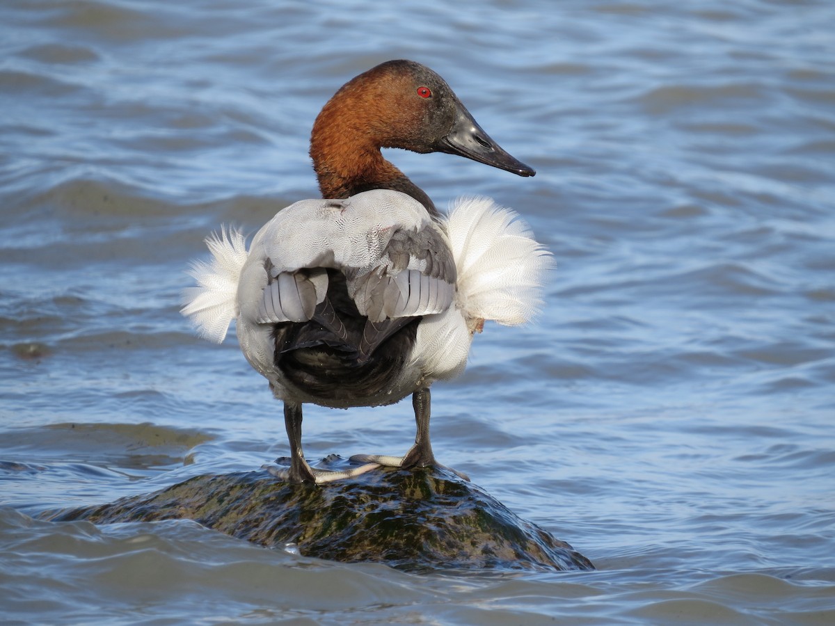 Canvasback - ML644886450