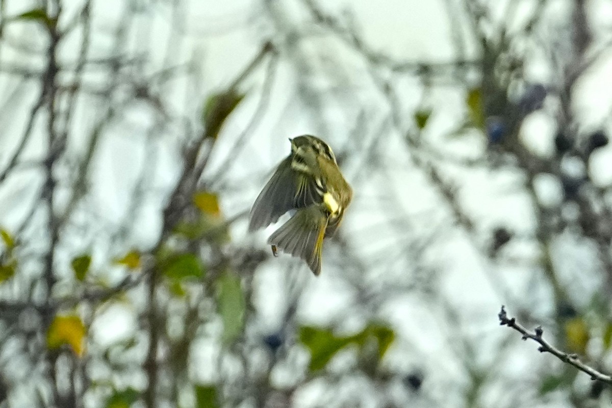 Pallas's Leaf Warbler - ML644886451