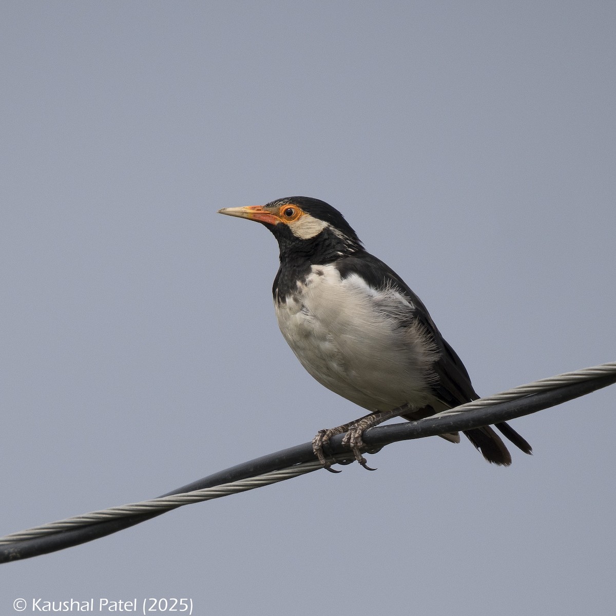 印度鵲椋鳥 - ML644886453