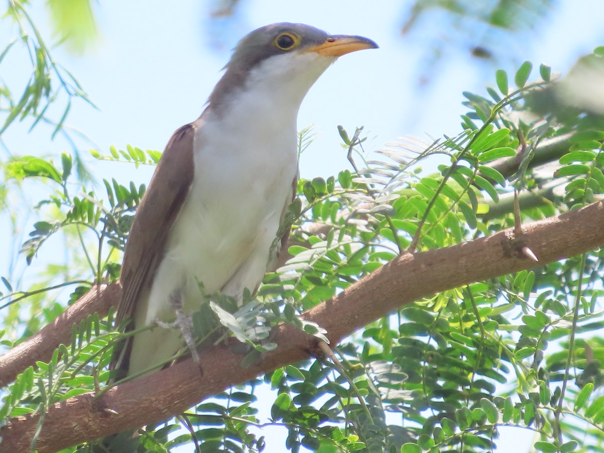 Желтоклювая пиайя - ML644886455