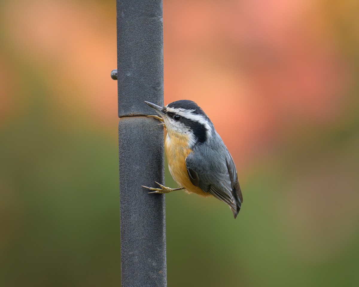 Red-breasted Nuthatch - ML644886467
