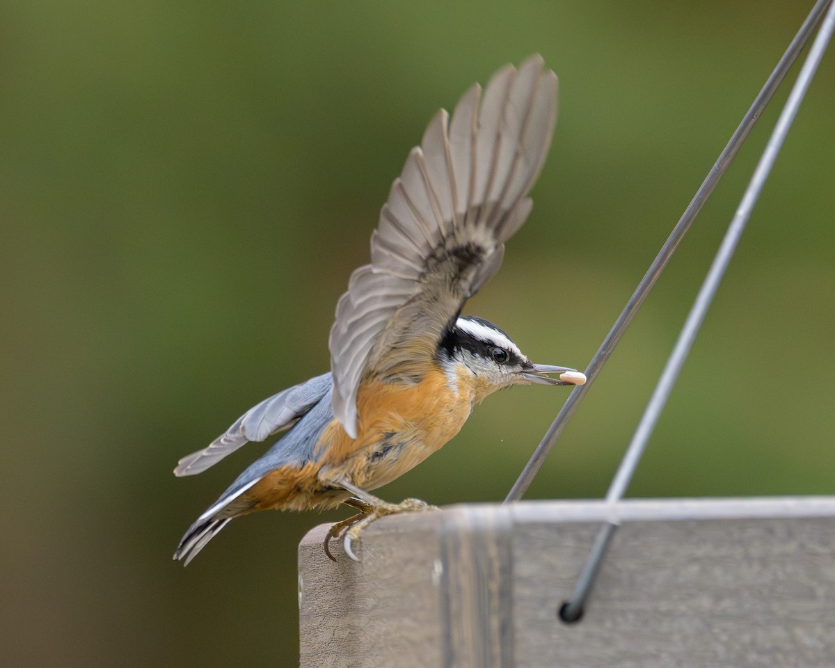 Red-breasted Nuthatch - ML644886468