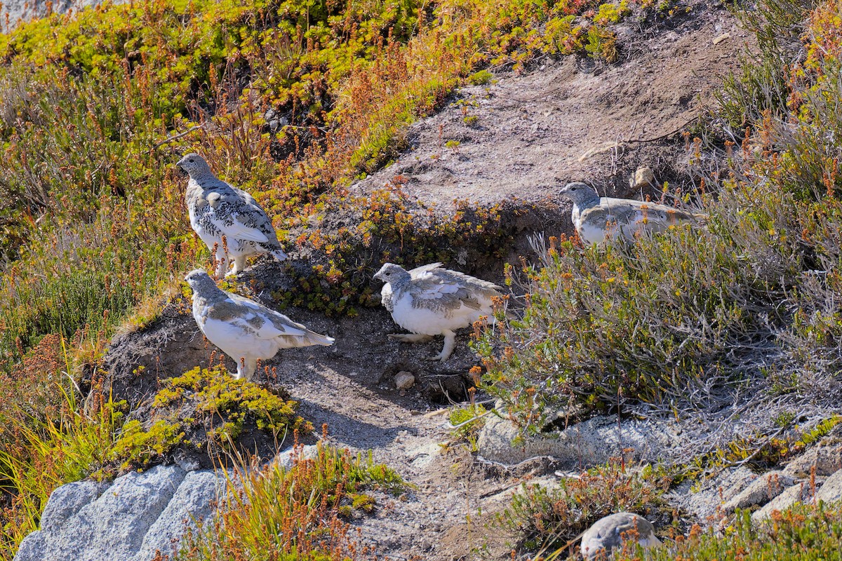 White-tailed Ptarmigan - ML644886475