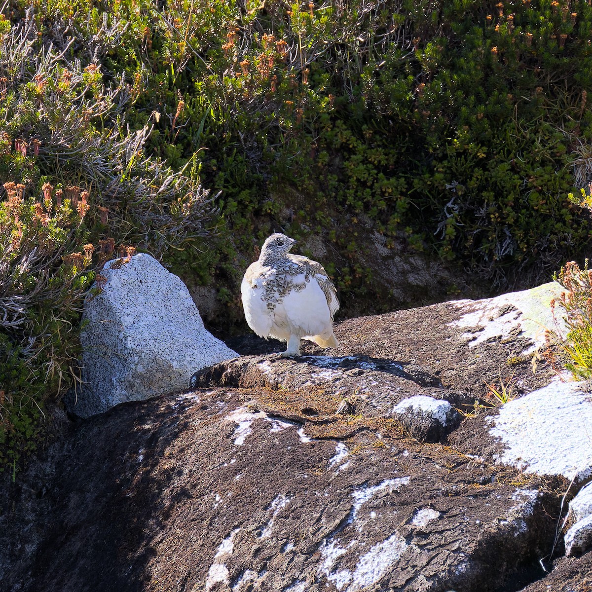 White-tailed Ptarmigan - ML644886479