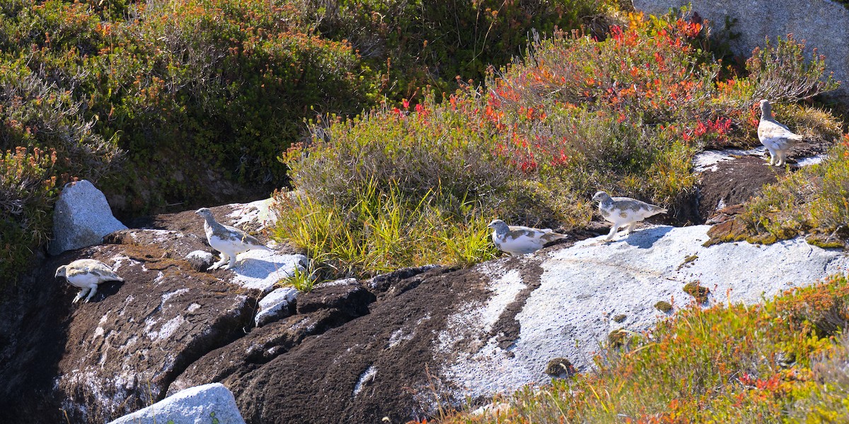 White-tailed Ptarmigan - ML644886492