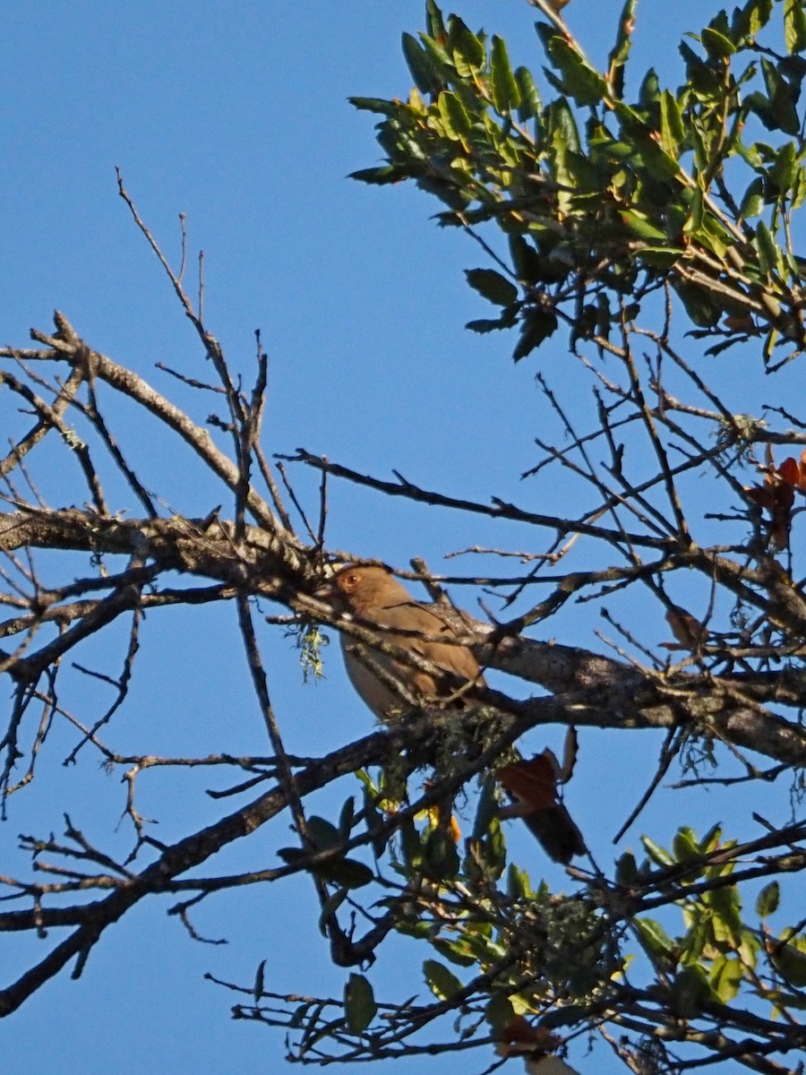 Spotted Towhee - ML644886513