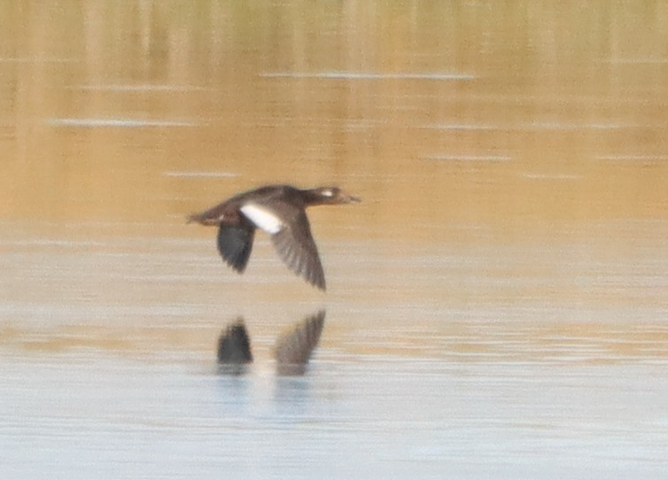 White-winged Scoter - ML644886530