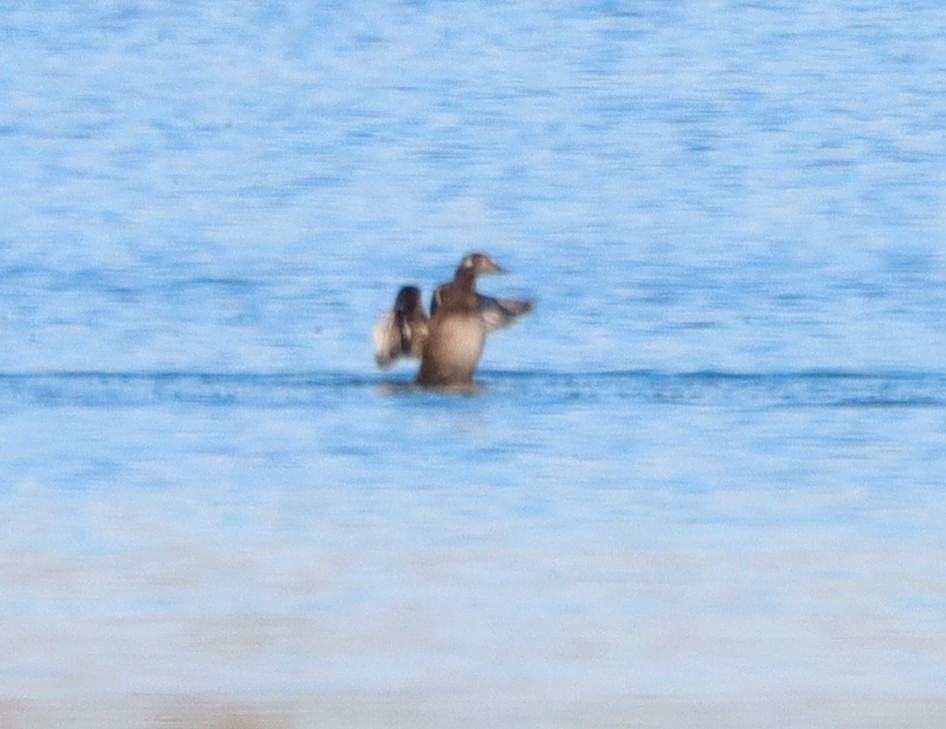 White-winged Scoter - ML644886531