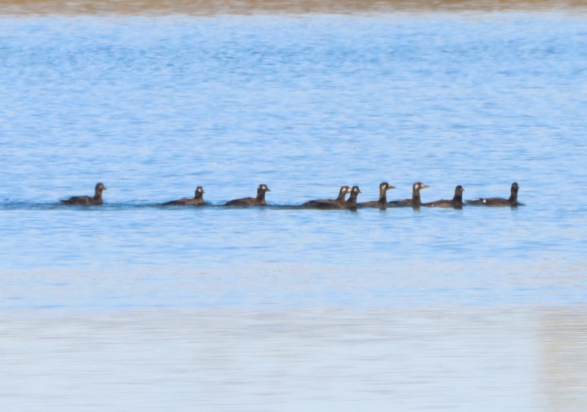 White-winged Scoter - ML644886532