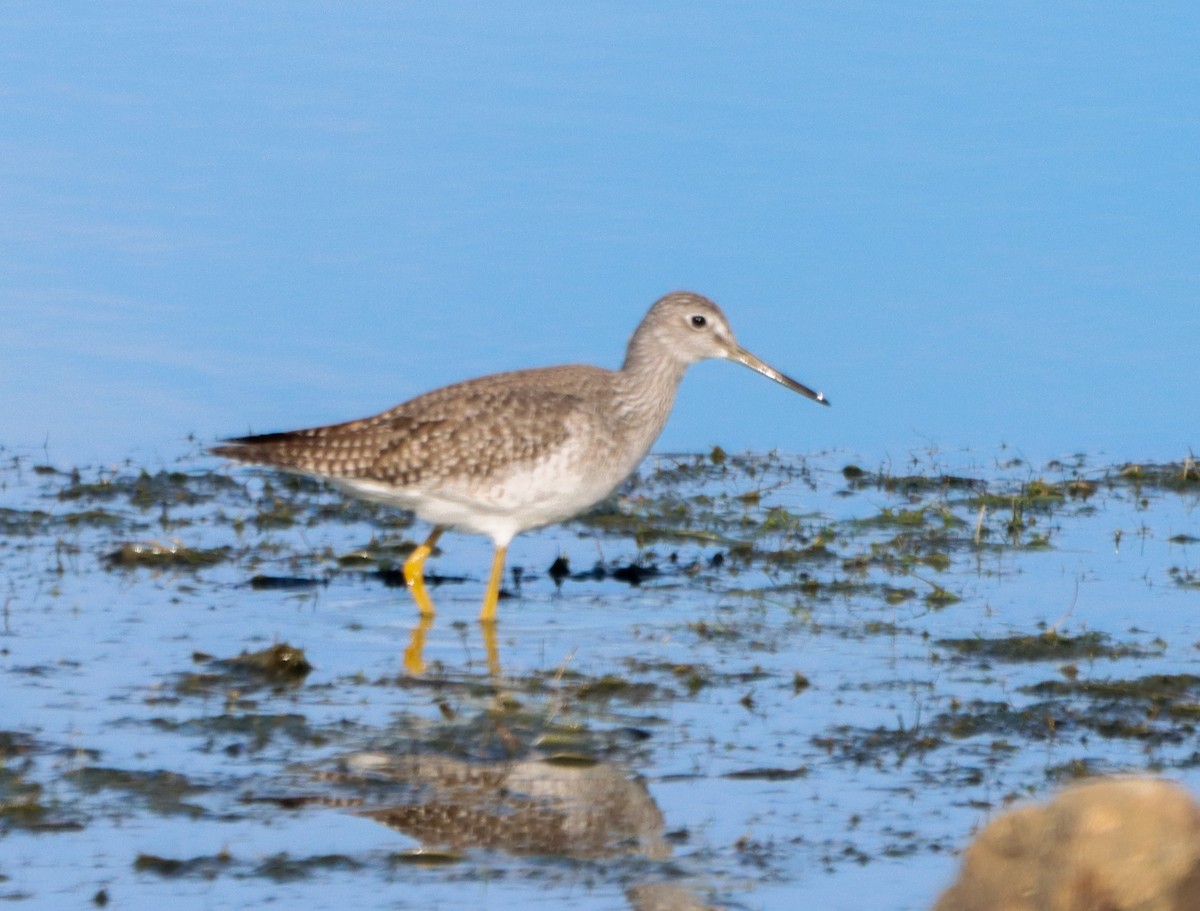 Greater Yellowlegs - ML644886540