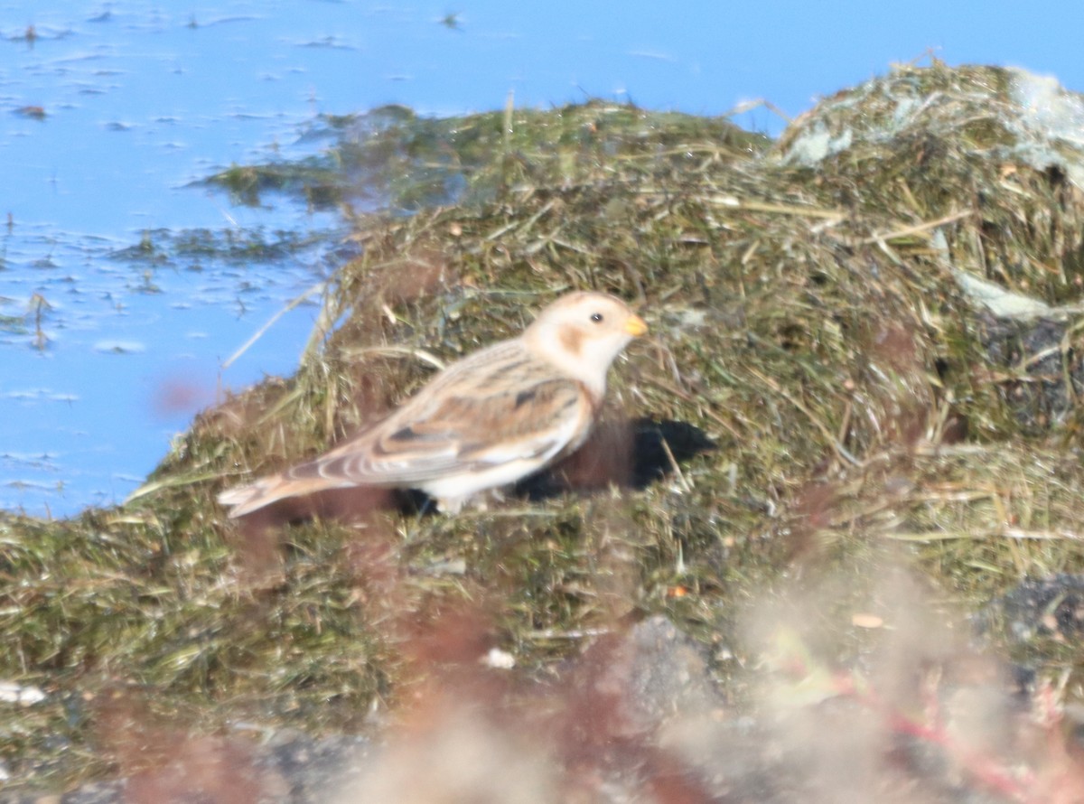 Snow Bunting - ML644886545