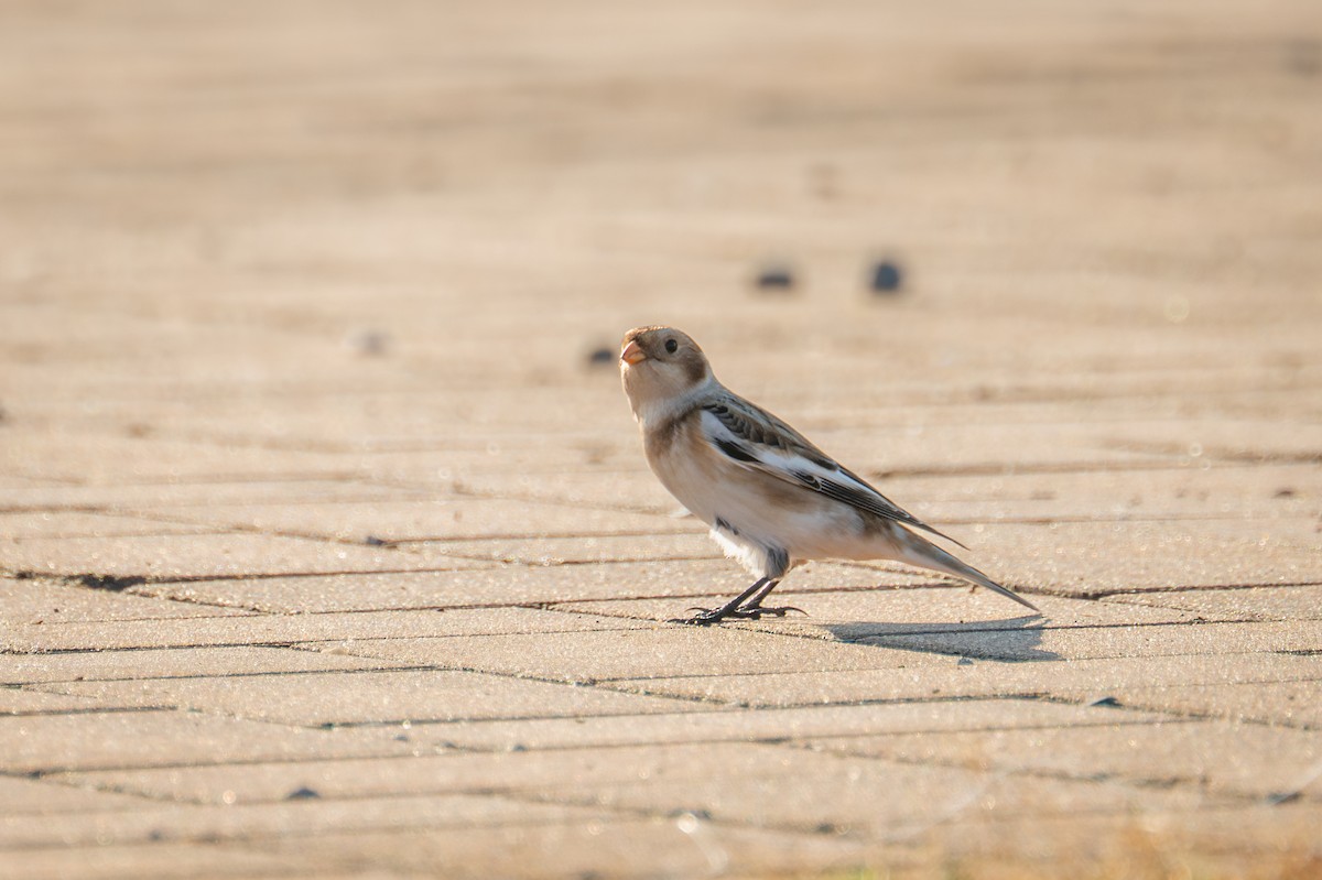Snow Bunting - ML644886572