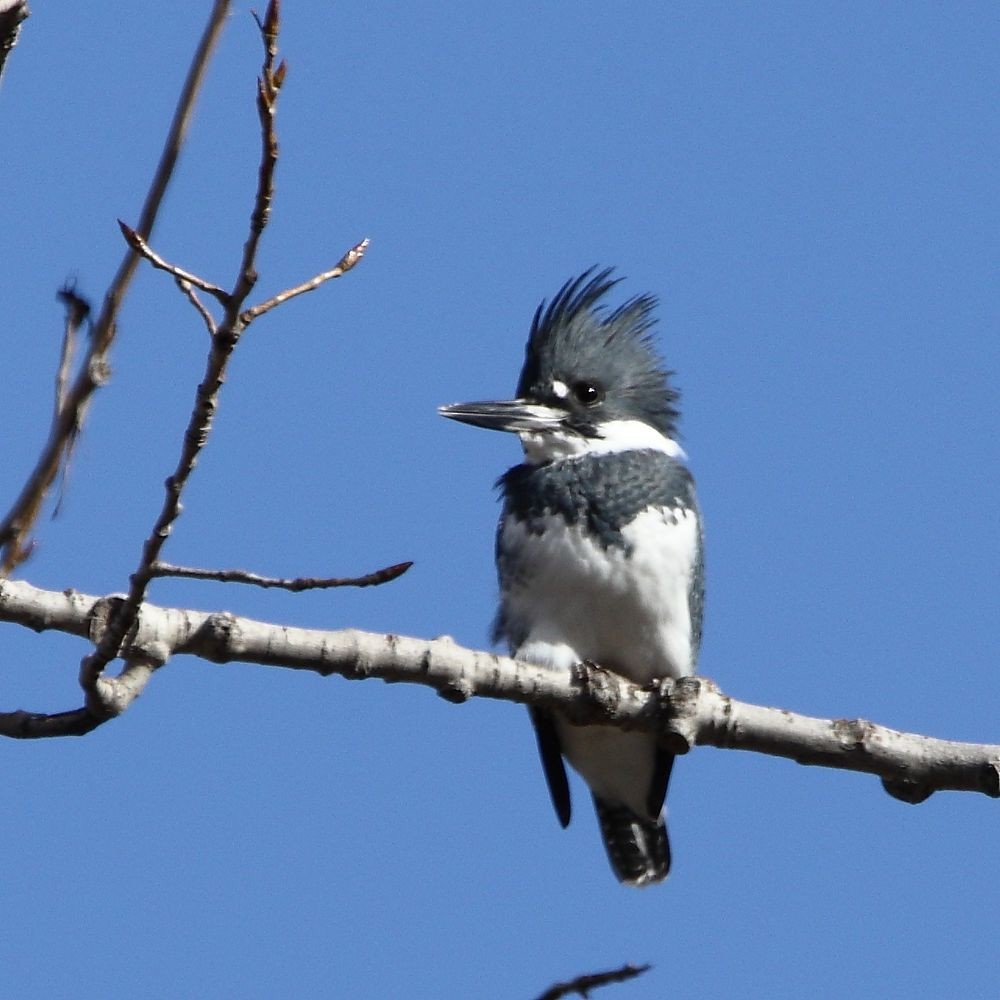 Belted Kingfisher - ML644886573