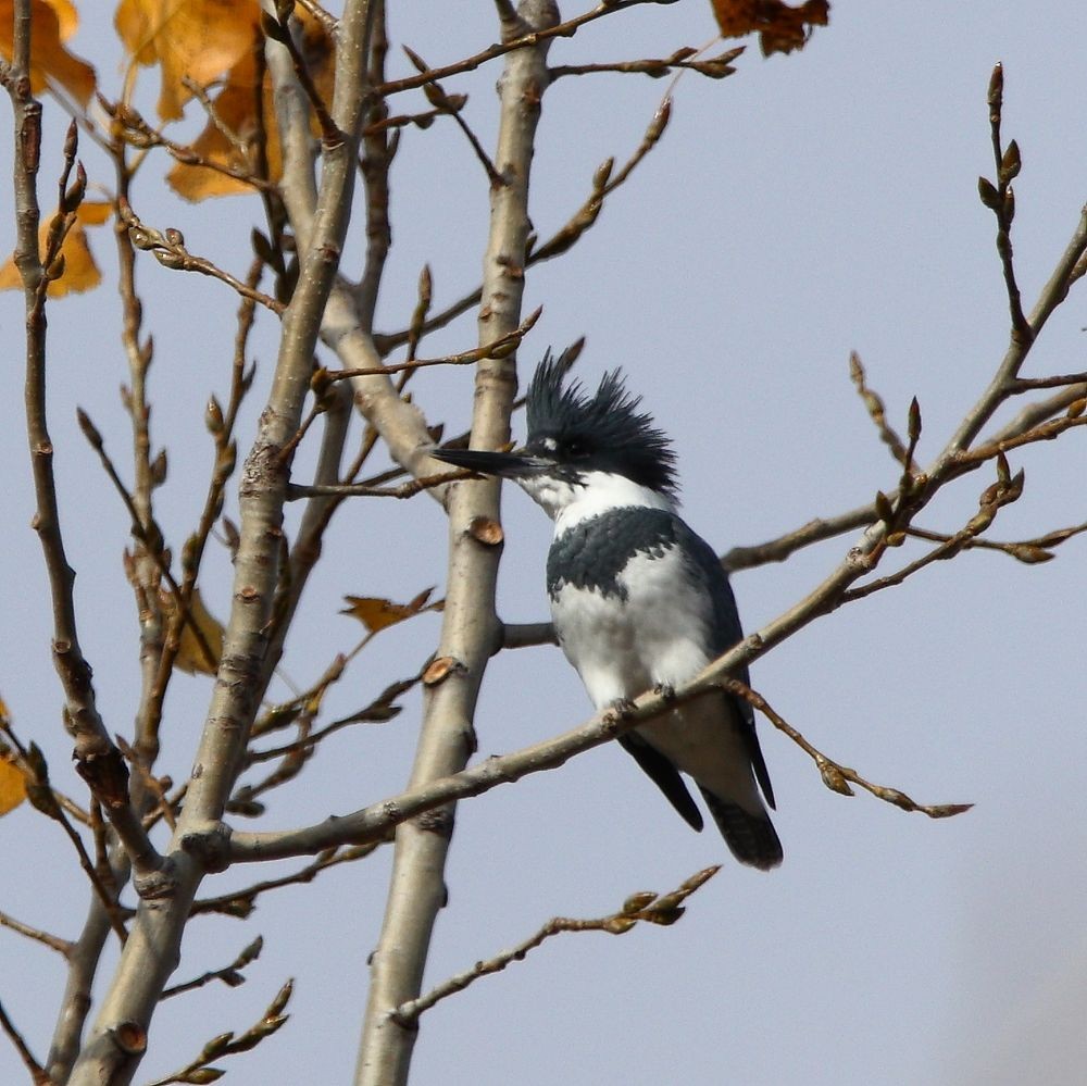 Belted Kingfisher - ML644886574
